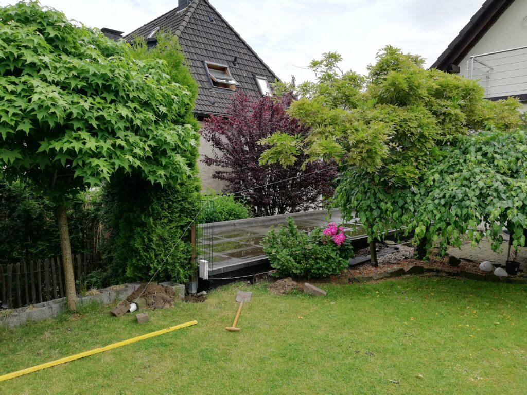 Douglasie Zaun vorher