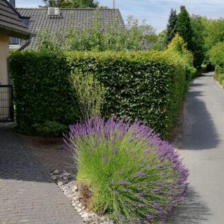 Heckenschnitt nachher 