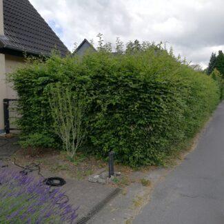 Heckenschnitt vorher 